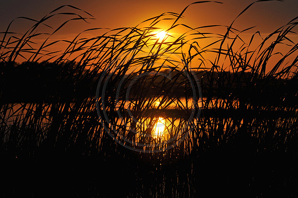 Reeds at Sunset