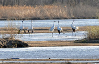 Whoopers 201 copy
