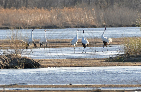 Whoopers 201 copy