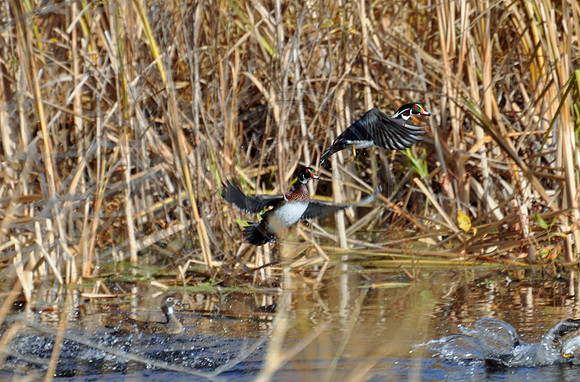 Taking flight