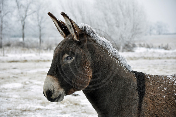 Donk