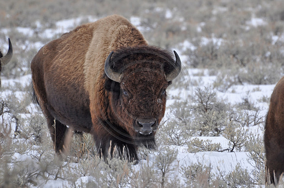 buffalo
