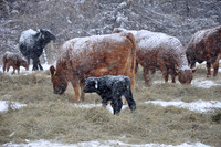 Winter Feed