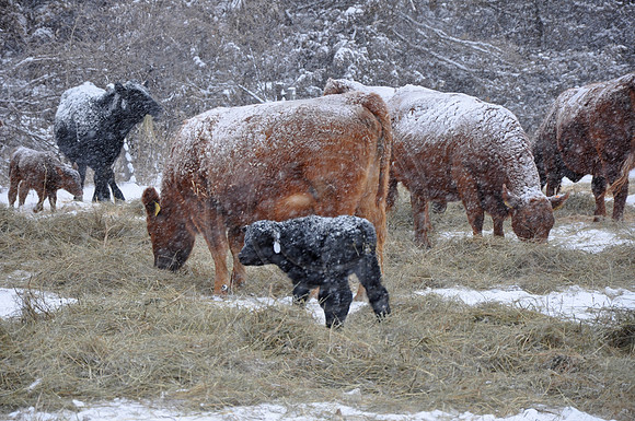 Winter Feed