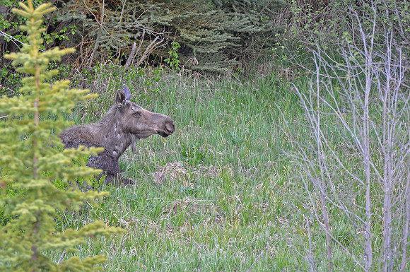 Moose relaxation