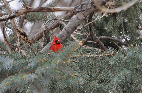 Cardinal