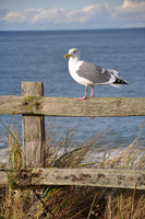 seagull perch