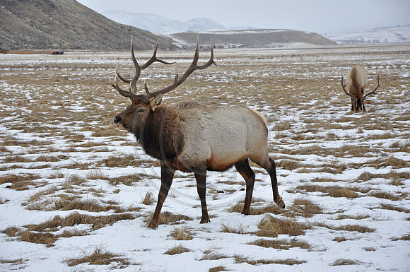Bull Elk