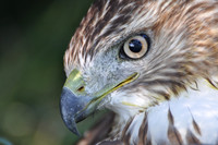Hawk Eye