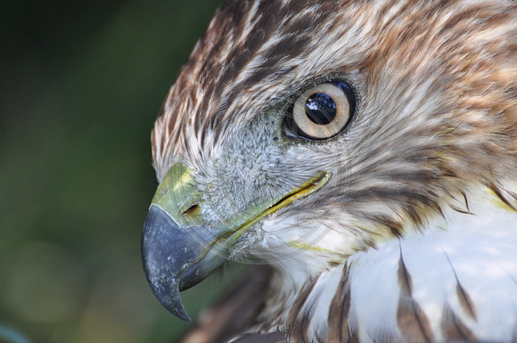 Hawk Eye