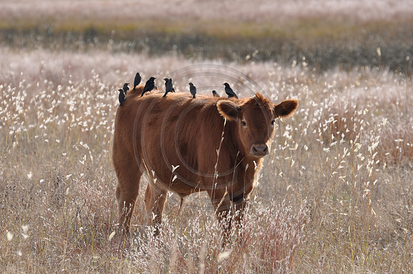 calf with birds on it's back
