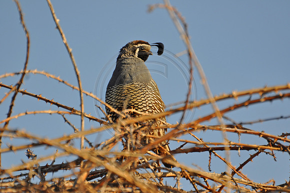 Quail