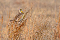 meadowlark on grass