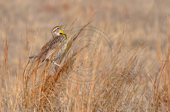meadowlark on grass