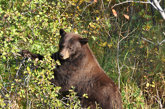 Black Bear standing