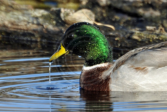 Mallard with water dripping