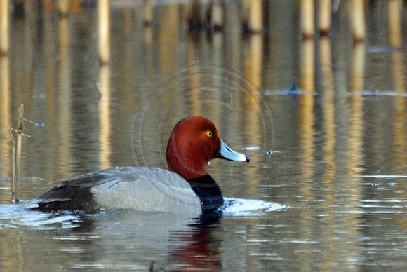 Red Head