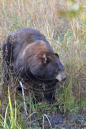 Black Bear