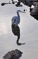great blue heron