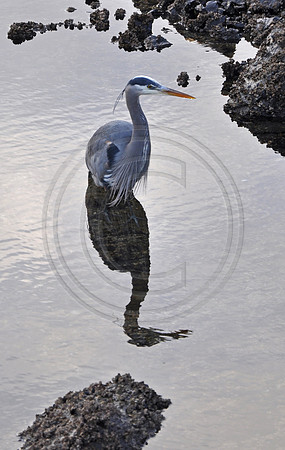 great blue heron
