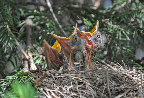 baby robins