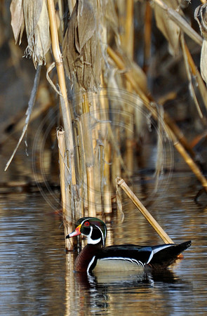 Wood Duck