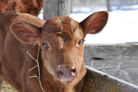New red angus heifer