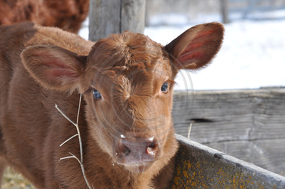 New red angus heifer
