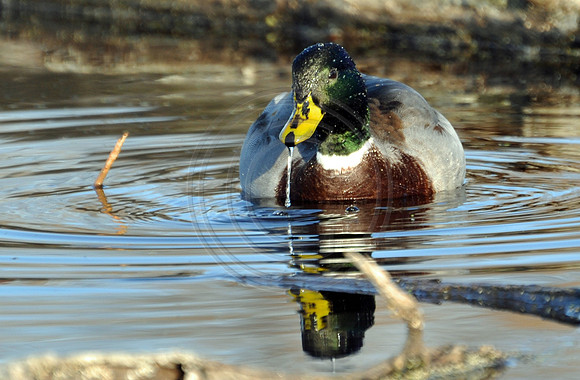 Mallard drinking