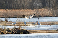 Whoopers 209 copy