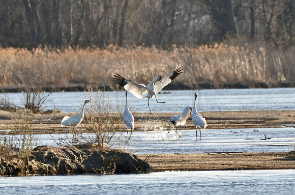 Whoopers 209 copy