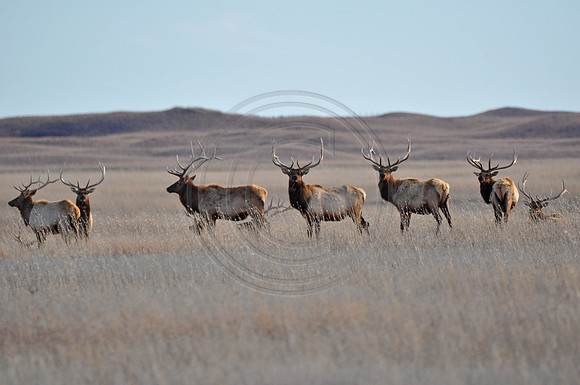 Bull Elk