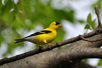 Goldfinch