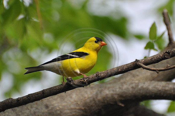 Goldfinch