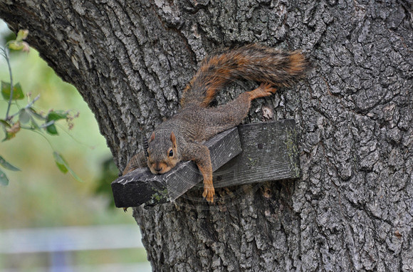Just Hangin'