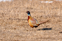 Pheasant