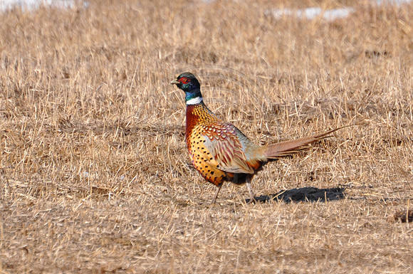 Pheasant