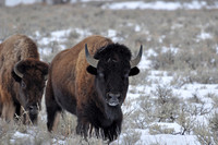 buffalo