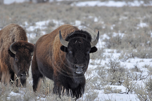 buffalo