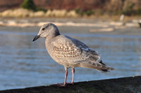 Seagull