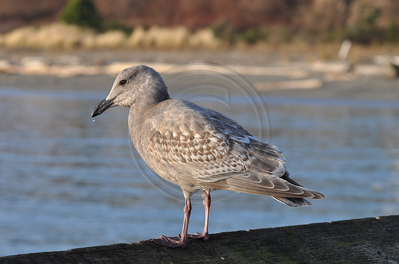 Seagull