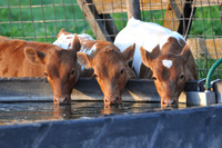 3 calves drinking water