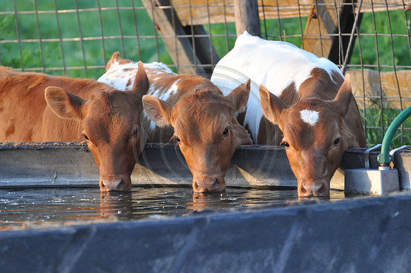 3 calves drinking water