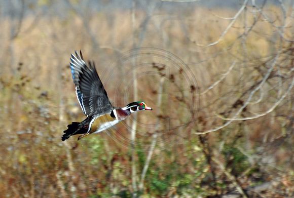 Woody in Flight