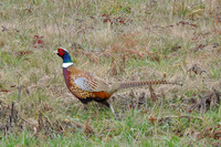 pheasant