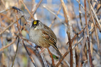 Golden Crowned Sparrow