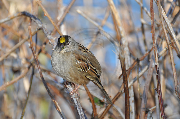 Golden Crowned Sparrow