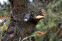 Nuthatch