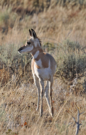 Baby Antelope