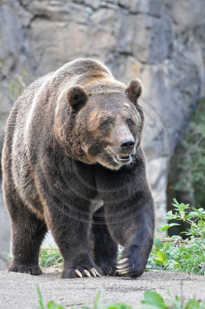 Grizzly